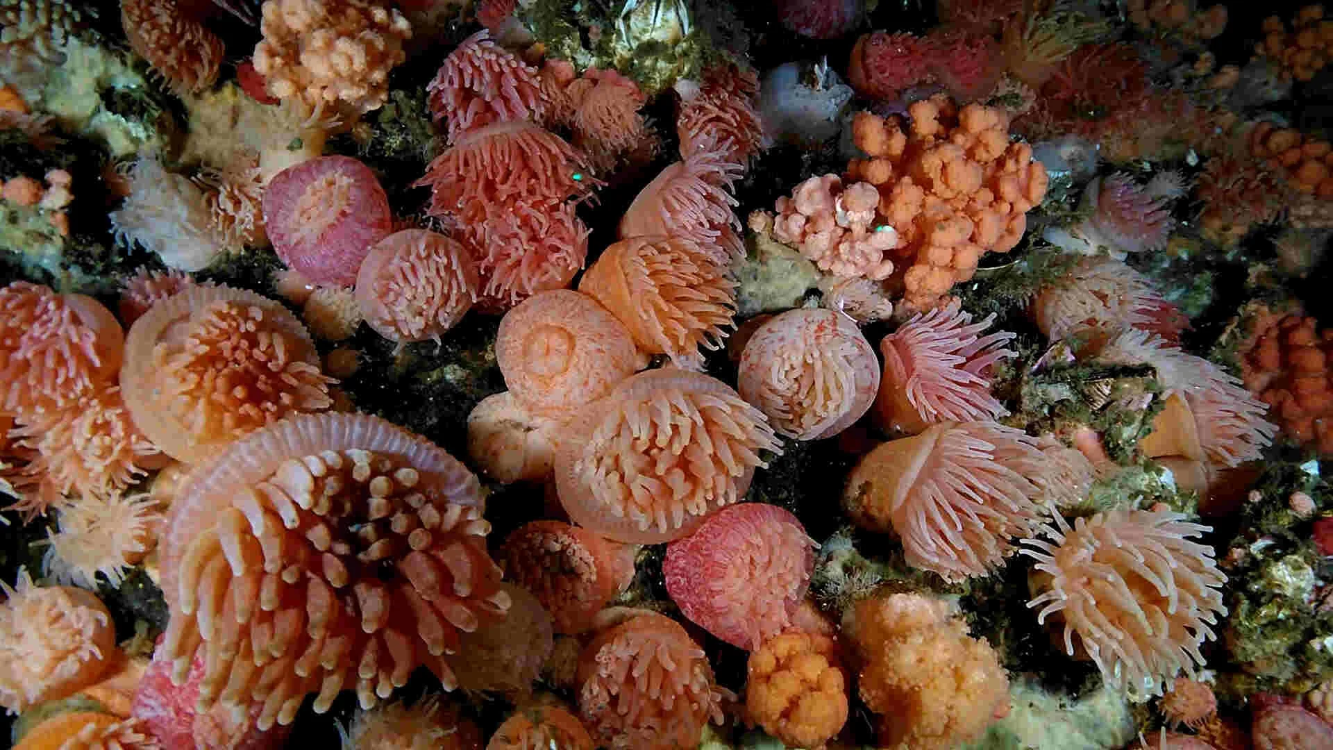 Rare Coral Habitat Discovered using Rayfin Camera — SubC Imaging